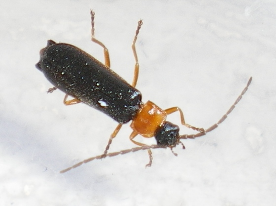 Cratosilis denticollis